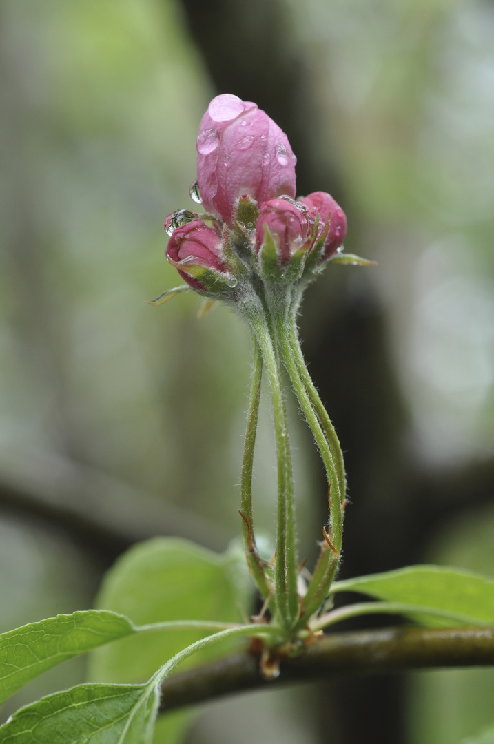 Apfelblüten mit Wassertropfen 3