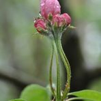 Apfelblüten mit Wassertropfen 3