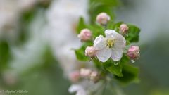 Apfelblüten nach dem Regen ...