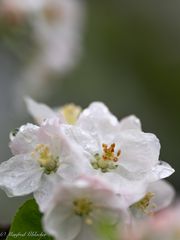 Apfelblüten nach dem Regen ...