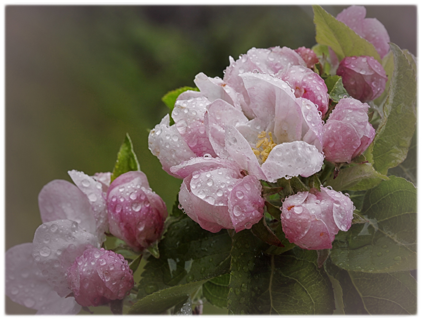 Apfelblüten nach dem Regen