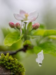 Apfelblüten nach dem Regen ...