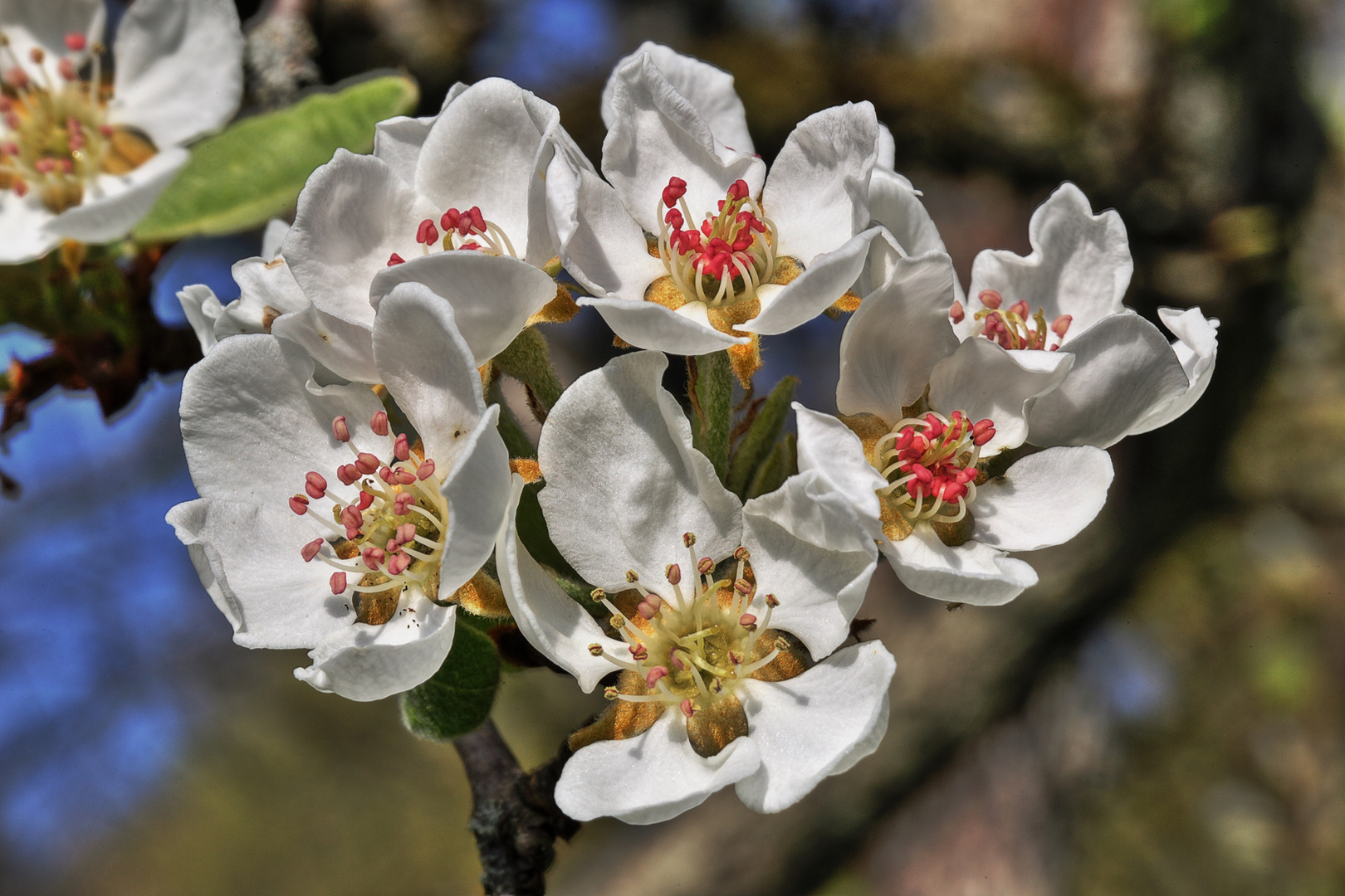 Apfelblüten, nein, BIRNENBLÜTEN