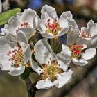 Apfelblüten, nein, BIRNENBLÜTEN