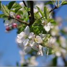 Apfelblüten oder so