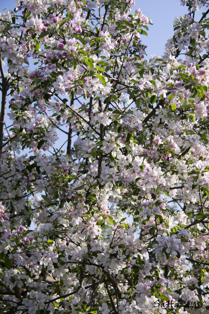 Apfelblüten ohne Focus