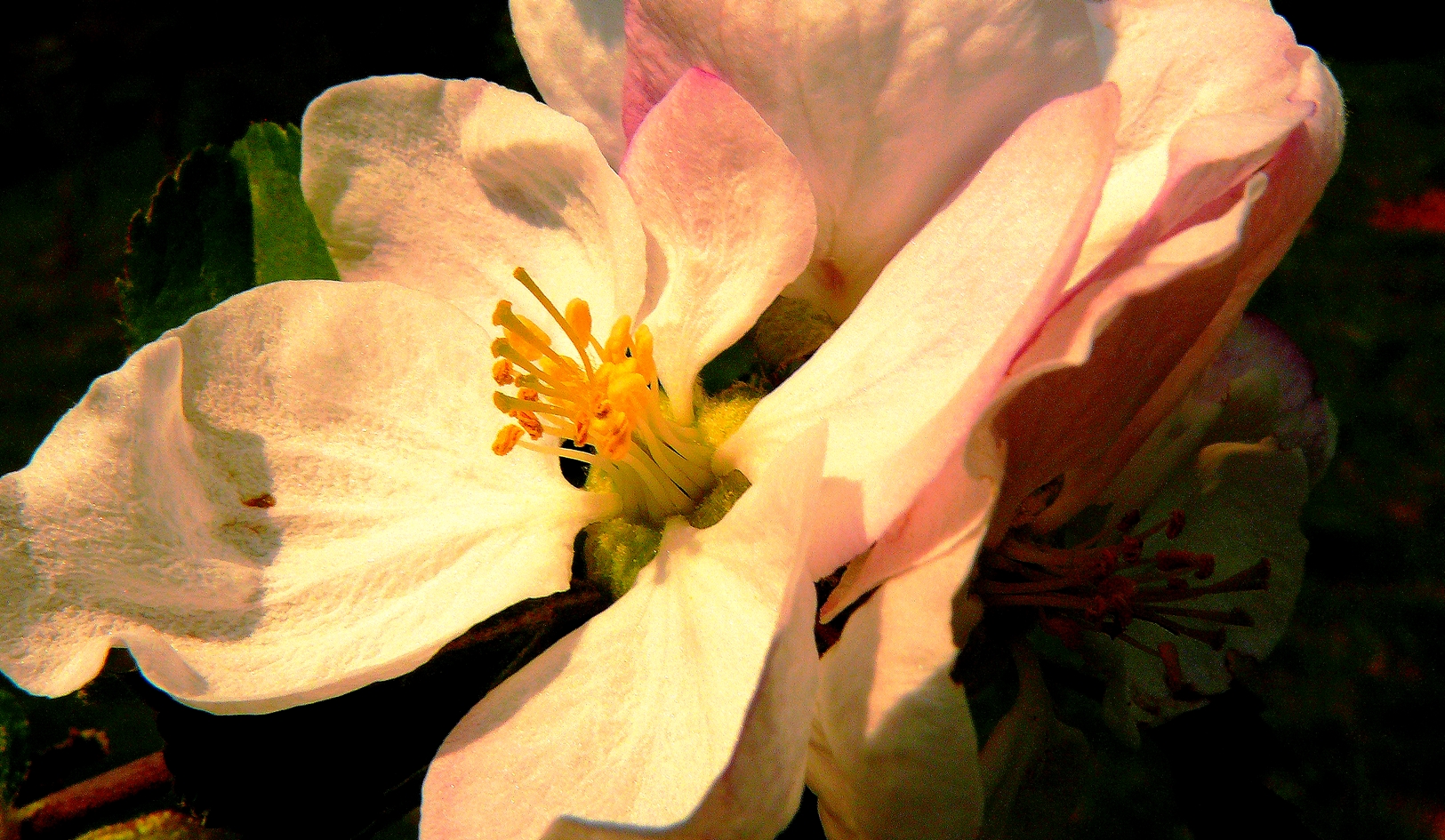 Apfelblüten Oster-Gruß der Wesergalerie