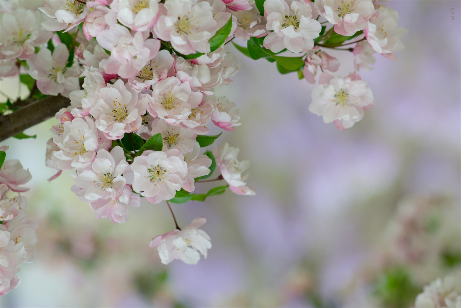 Apfelblüten-Romantik