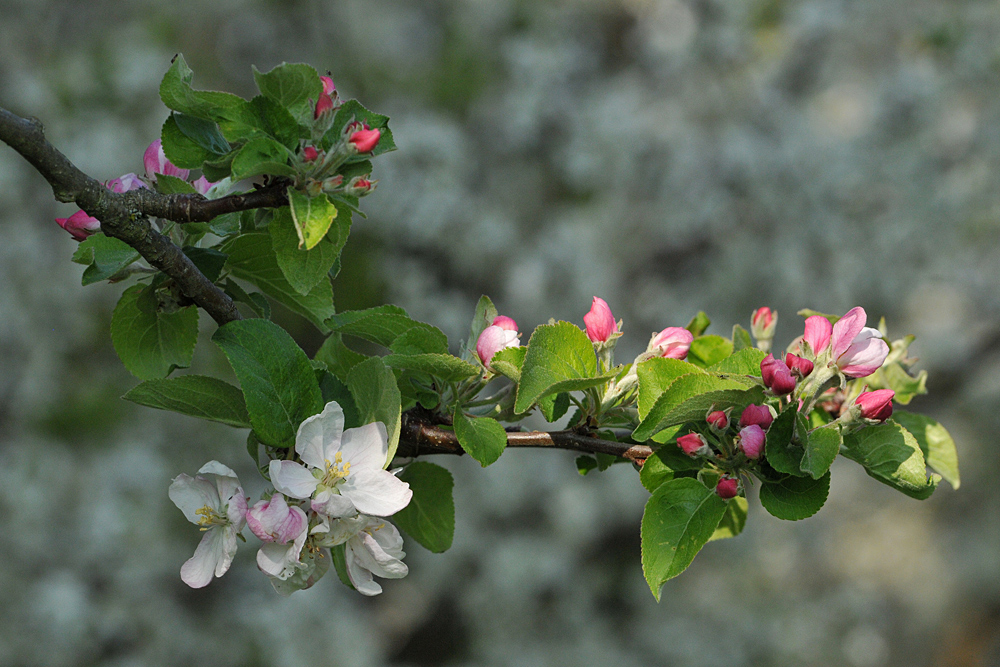 Apfelblüten - Schönheit