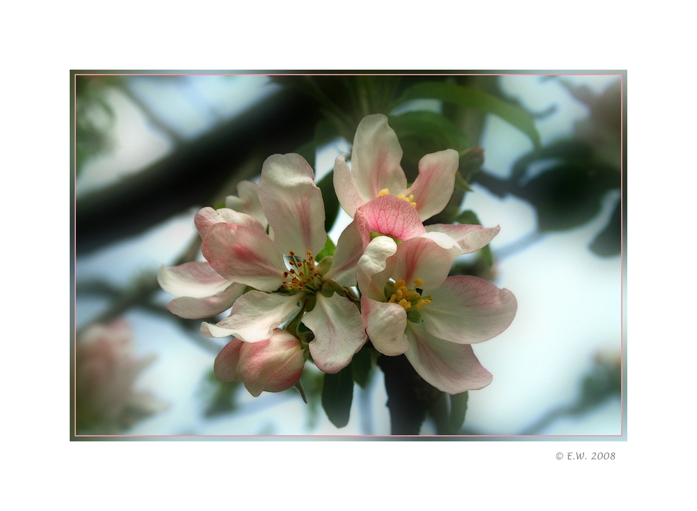 *Apfelblüten - Traum*