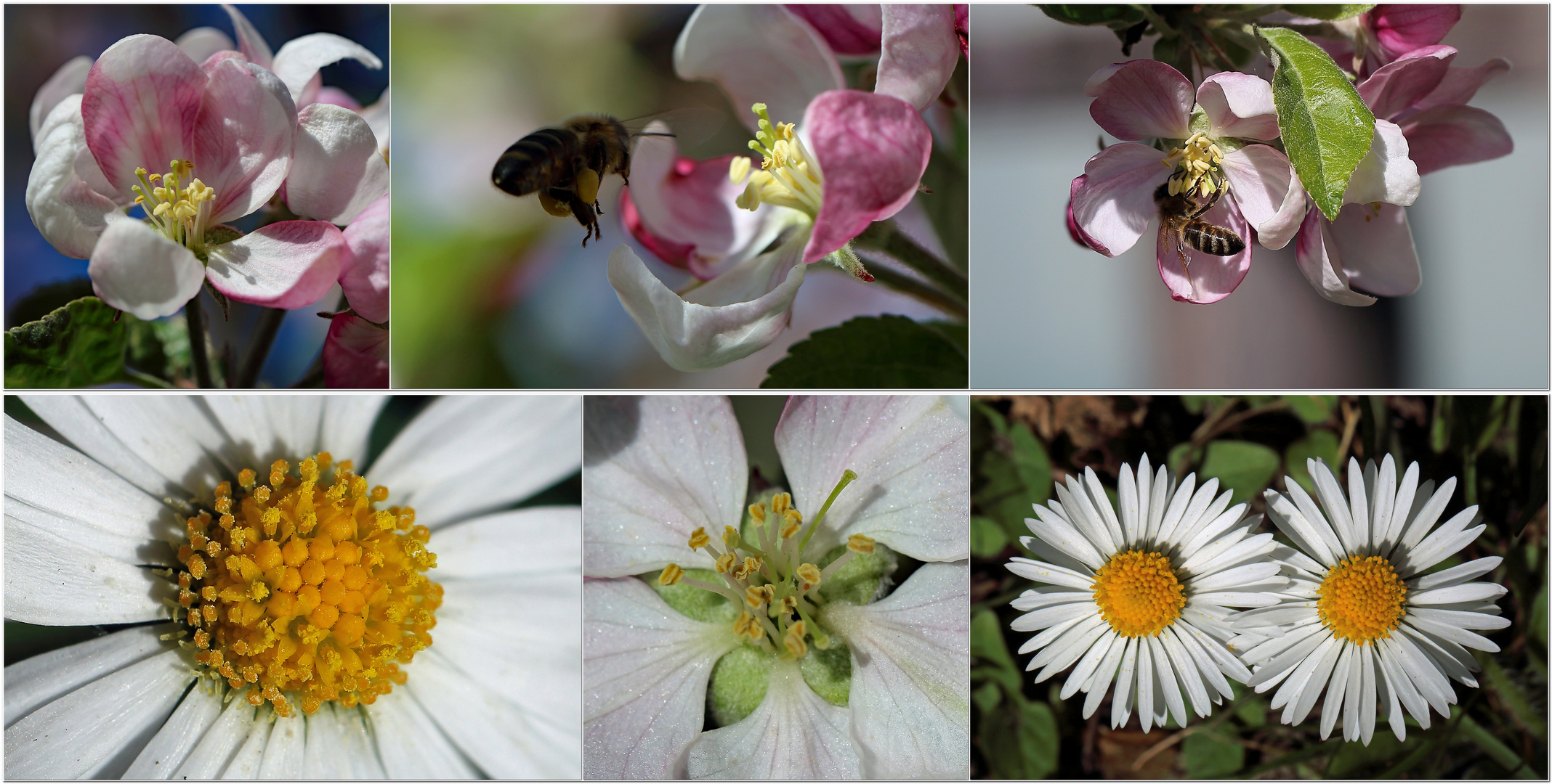 Apfelblüten und Gänseblümchen