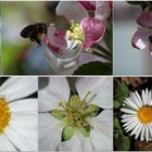 Apfelblüten und Gänseblümchen