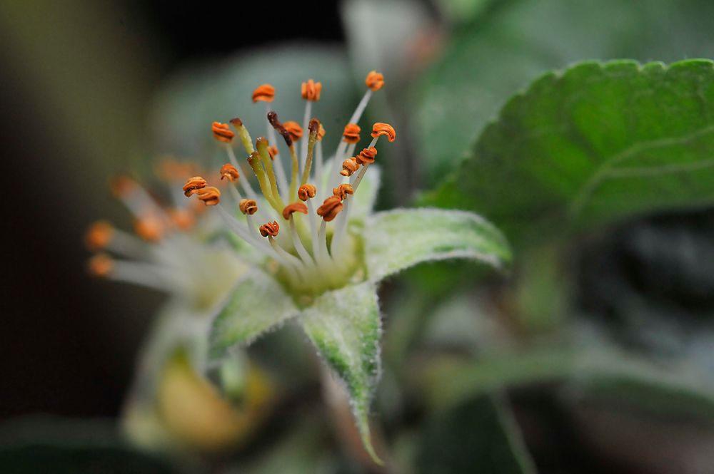 Apfelblüten - verblüht, es sind nur noch die Staubgefäße (Pollenträger) übrig