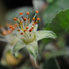 Apfelblüten - verblüht, es sind nur noch die Staubgefäße (Pollenträger) übrig