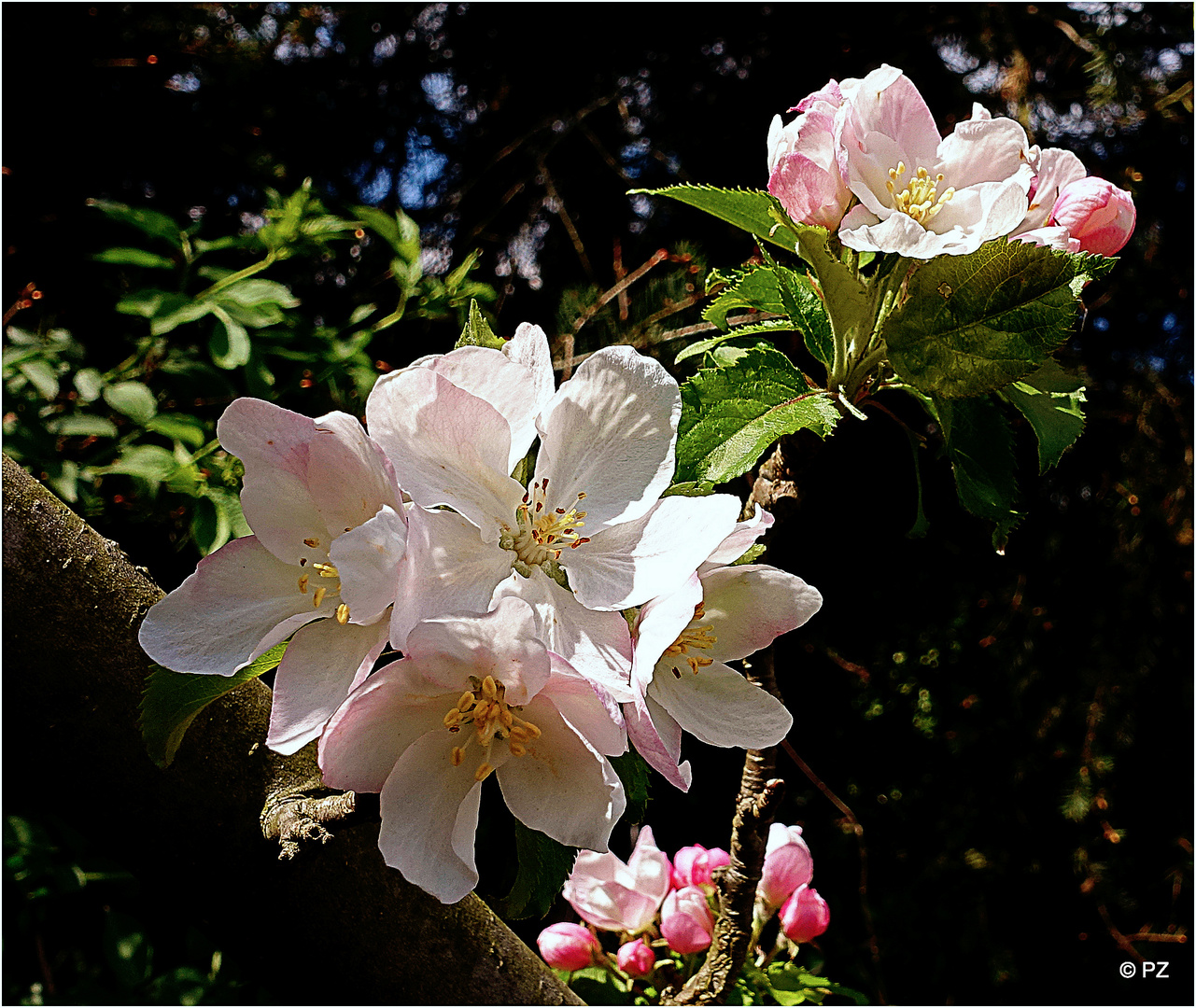 Apfelblüten verkünden den Frühling ...