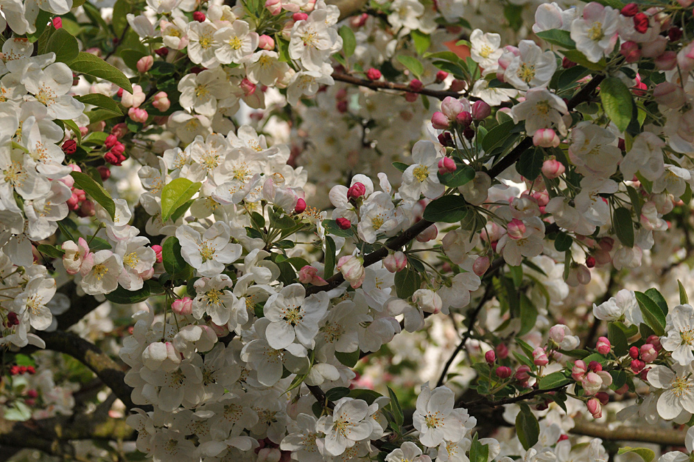 Apfelblüten (vom April) bei Hochnebel (im Dezember)