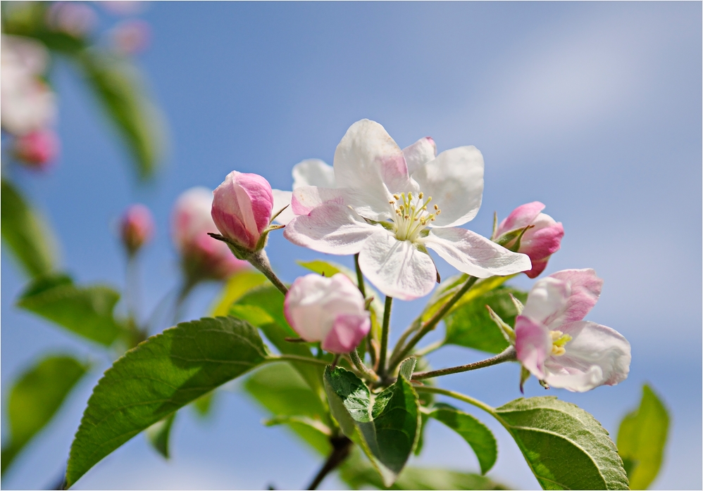 Apfelblüten vor Himmelblau