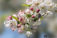 Apfelblüten zeigen den Frühling an.1