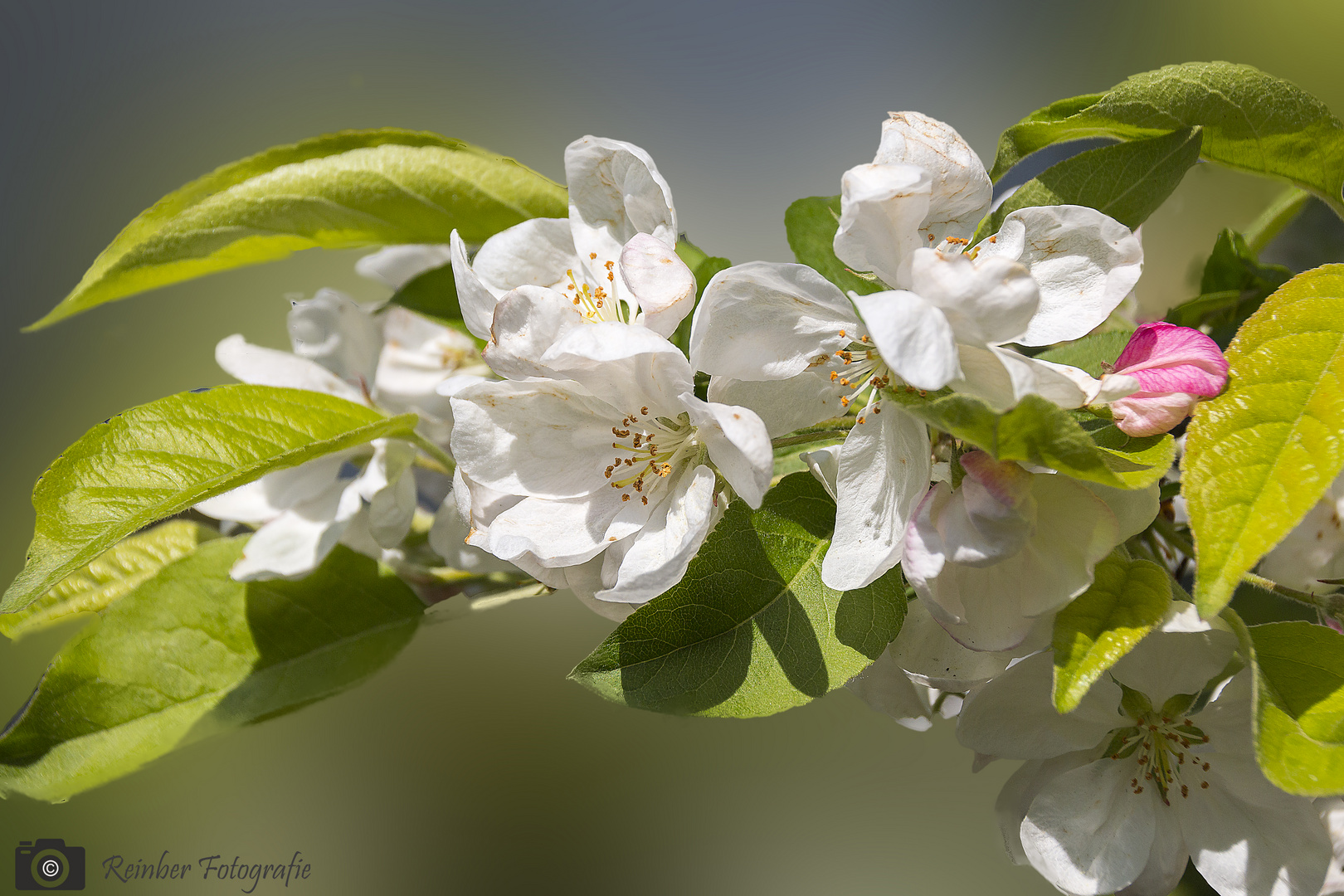 Apfelblüten zeigen den Frühling an.2