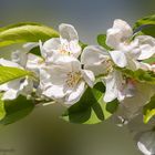 Apfelblüten zeigen den Frühling an.2
