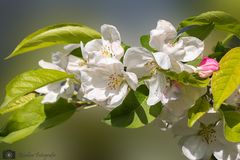 Apfelblüten zeigen den Frühling an.2