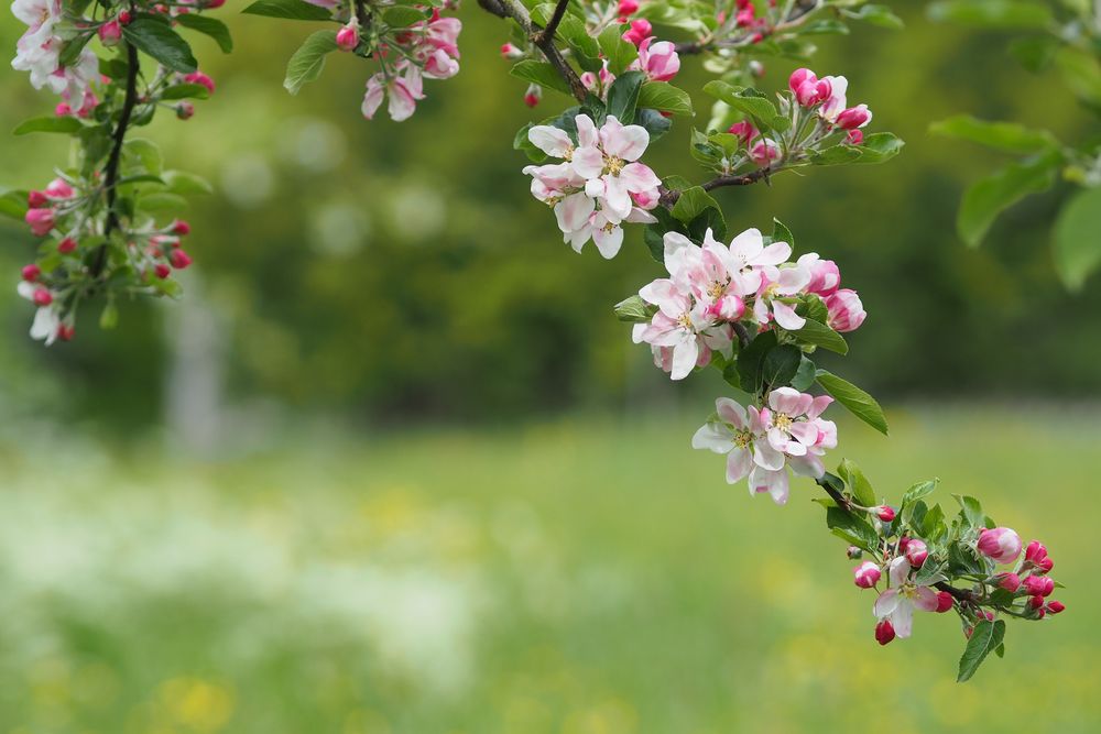 Apfelblüten zeigen ihre Kraft