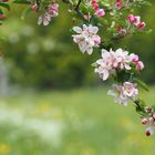 Apfelblüten zeigen ihre Kraft