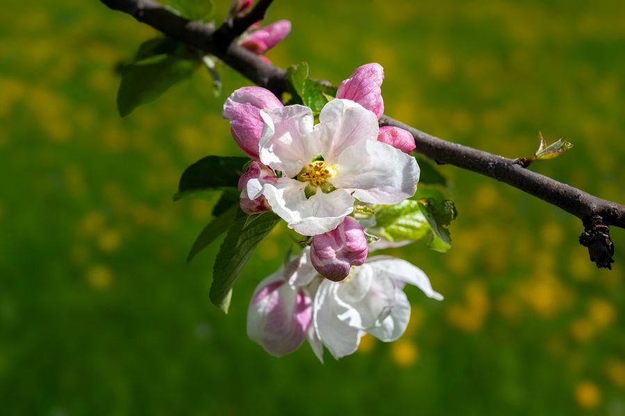 Apfelblüten_03