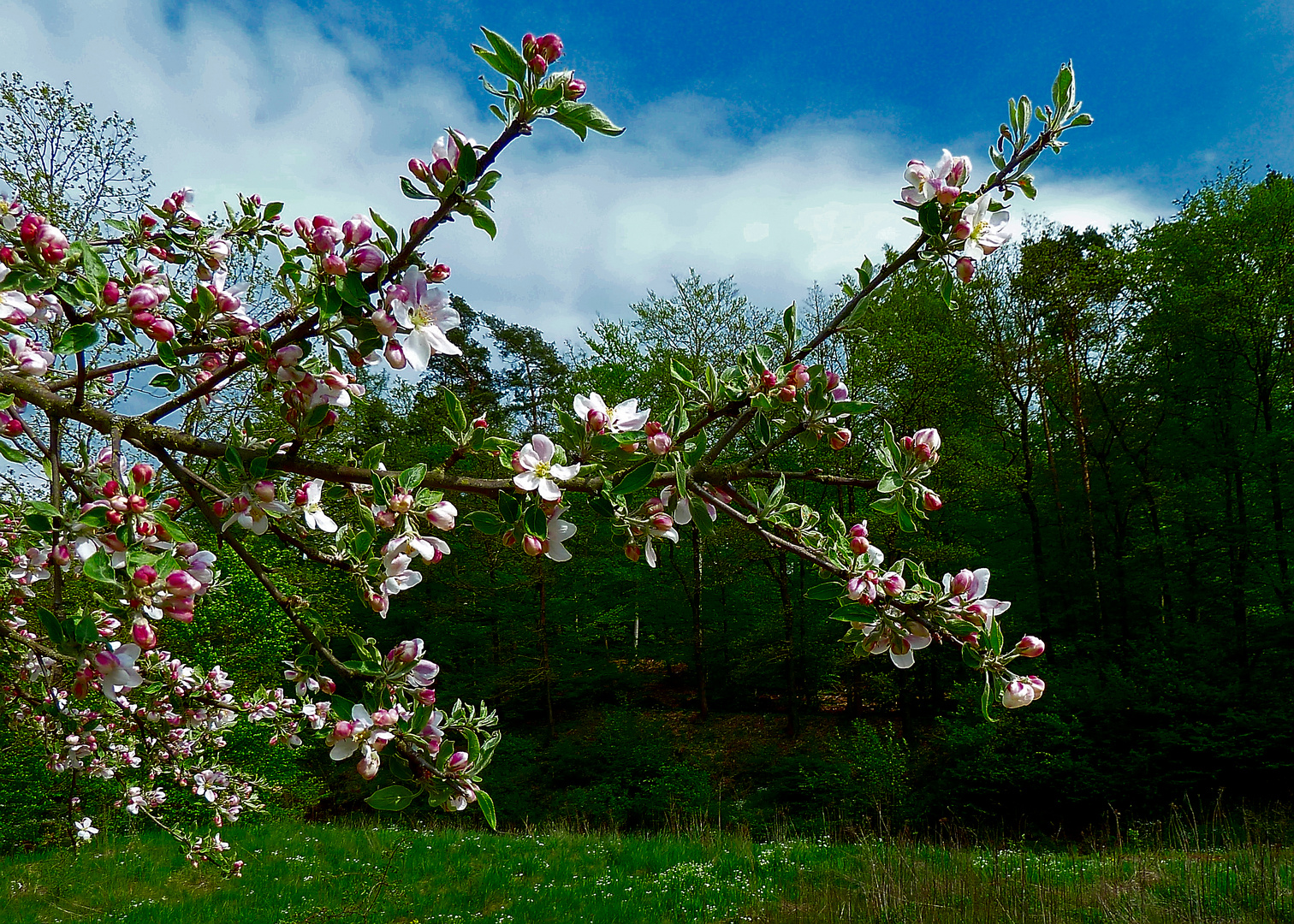 Apfelblüten2