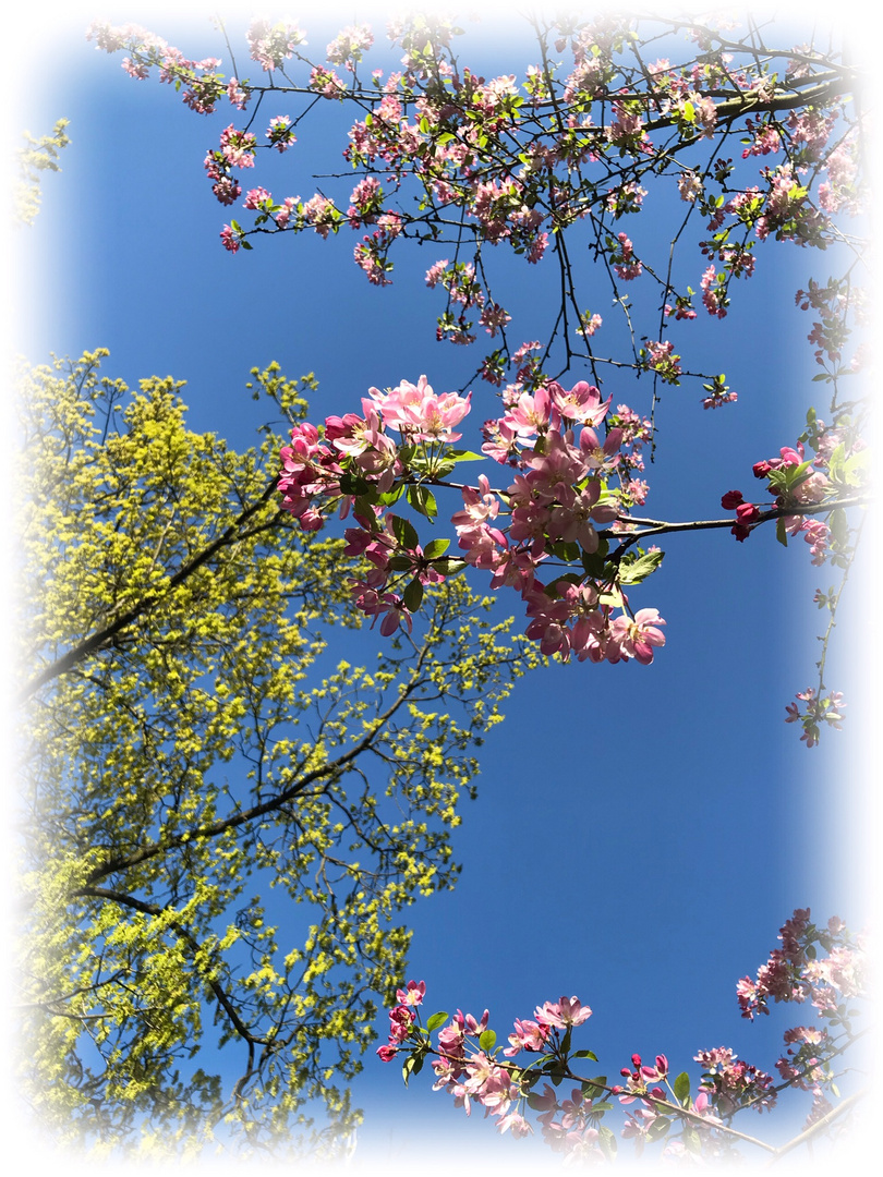 Apfelblütenhimmel