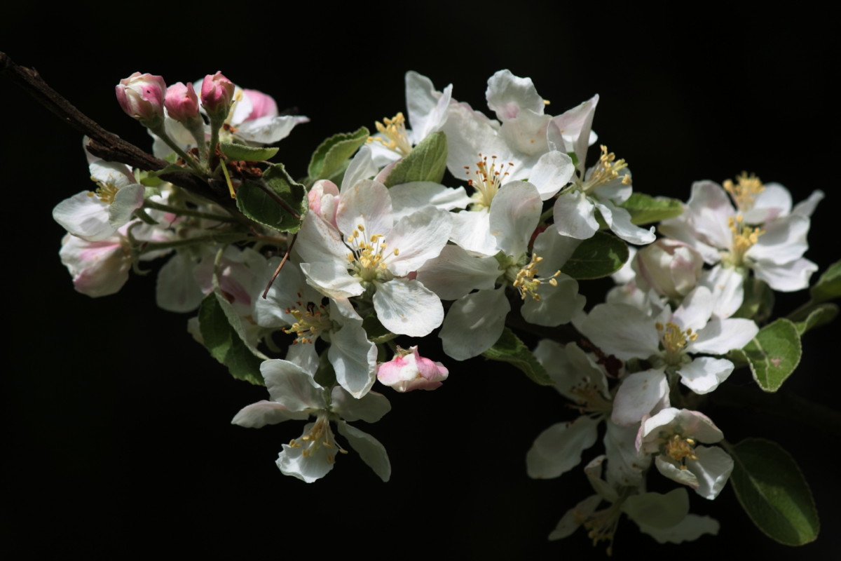 Apfelblütenträume