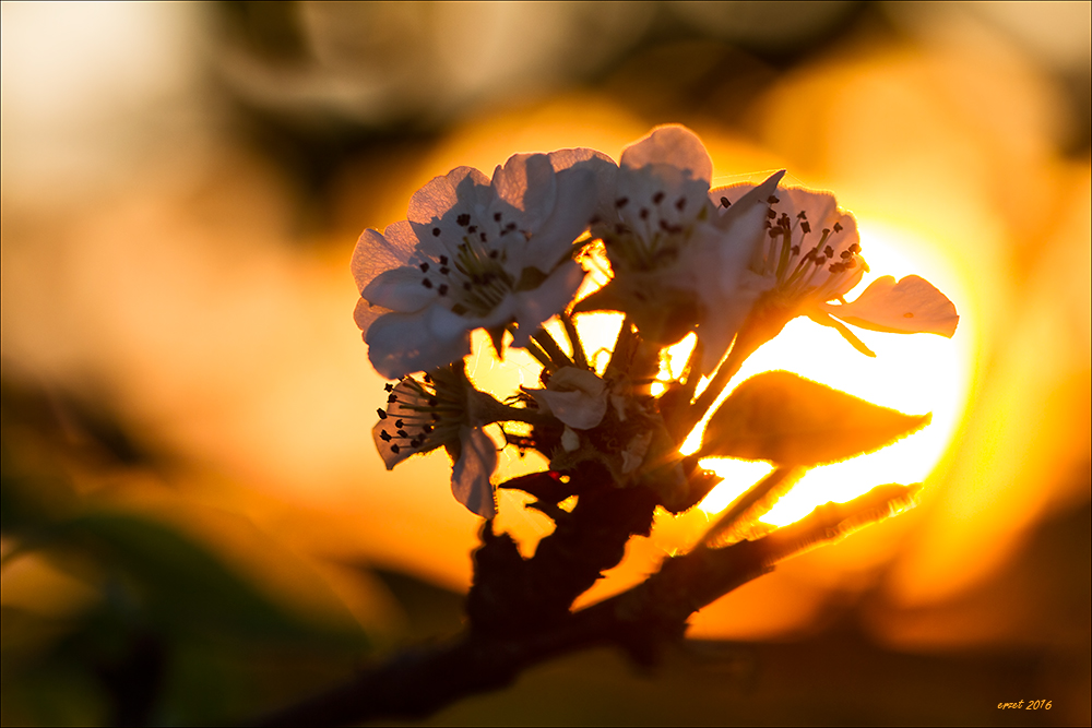 Apfel(blüten)traum-0611