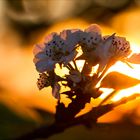 Apfel(blüten)traum-0611