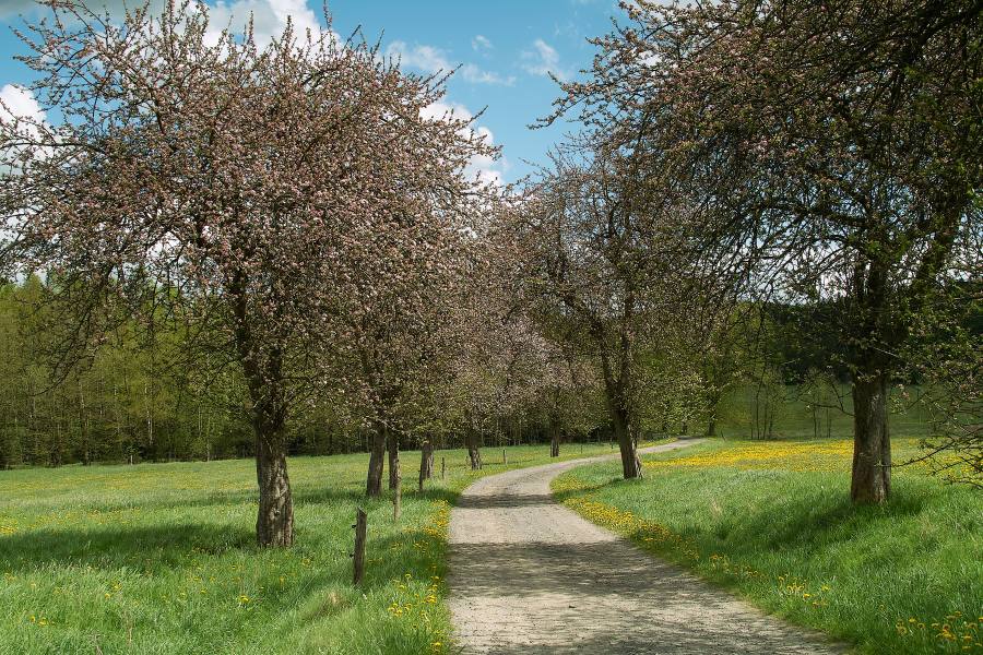 apfelblütenweg...