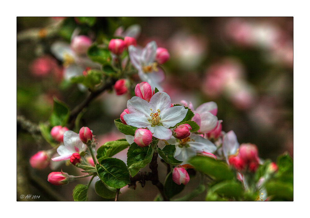 Apfelblütenzeit