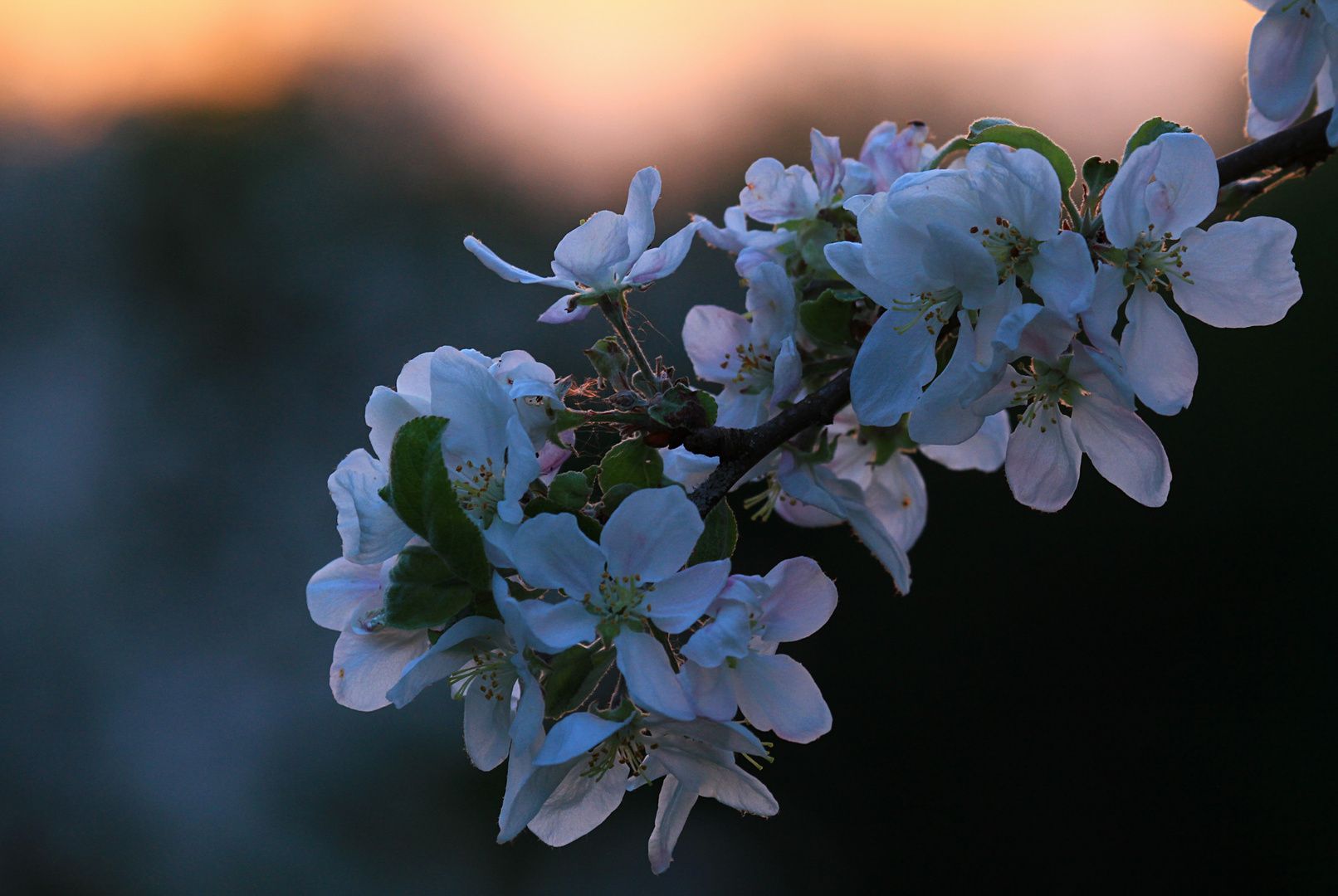 Apfelblütenzweig im Abendlicht