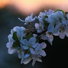 Apfelblütenzweig im Abendlicht