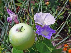 Apfelblume oder Apfel mit Blumen