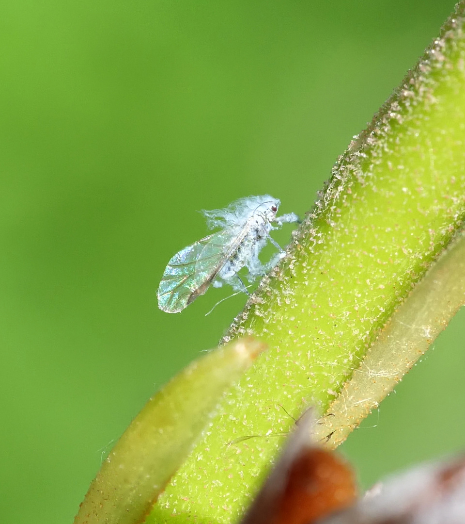 Apfelblutlaus_Röhrenblattlaus_Aphididae_Prociphilus sp. (Röhrenblattlaus)