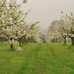 Apfelbüte in Neuenhain Taunus