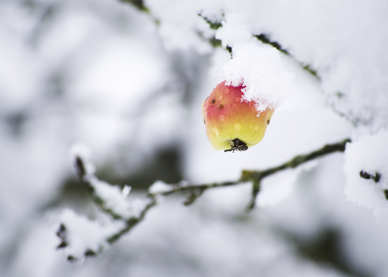 Apfelchen mit Schneemütze