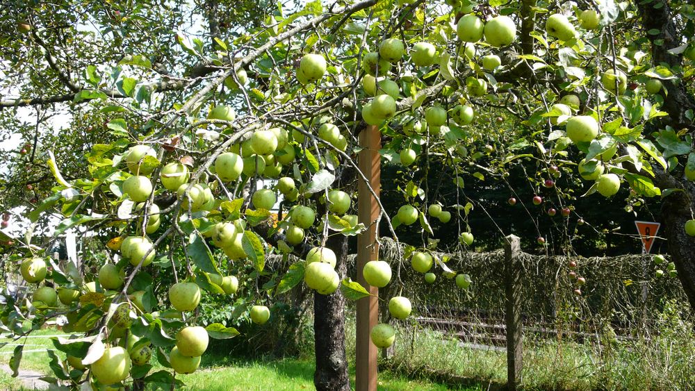 Apfelernte 2011 - Golden Delicius alte Sorte ungespritzt und trotzdem makellos