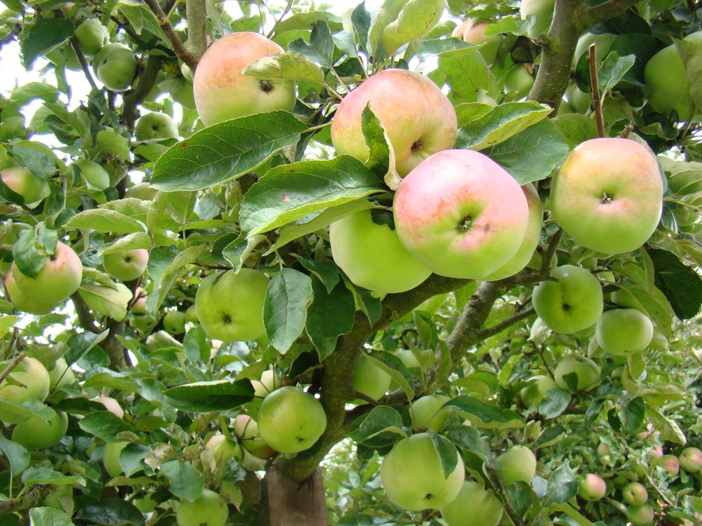 Apfelernte 2012