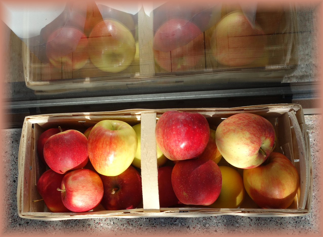 Apfelernte beim Obstbauern