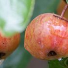 Apfelernte - Bonsaifrucht