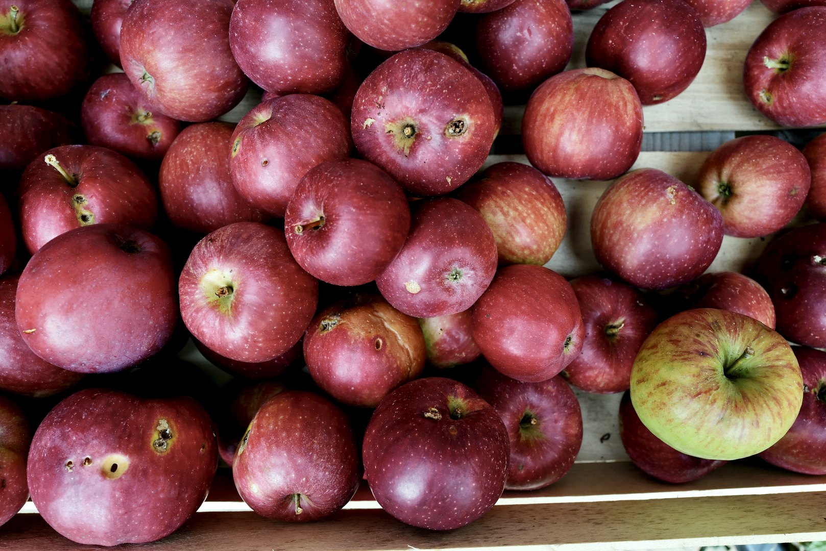 Apfelernte Foto & Bild | herbst, obst, äpfel rot grün herbst Bilder auf ...