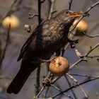 Apfelernte der Amsel