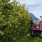 Apfelernte in Südtirol