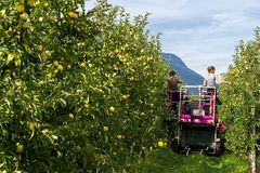 Apfelernte in Südtirol