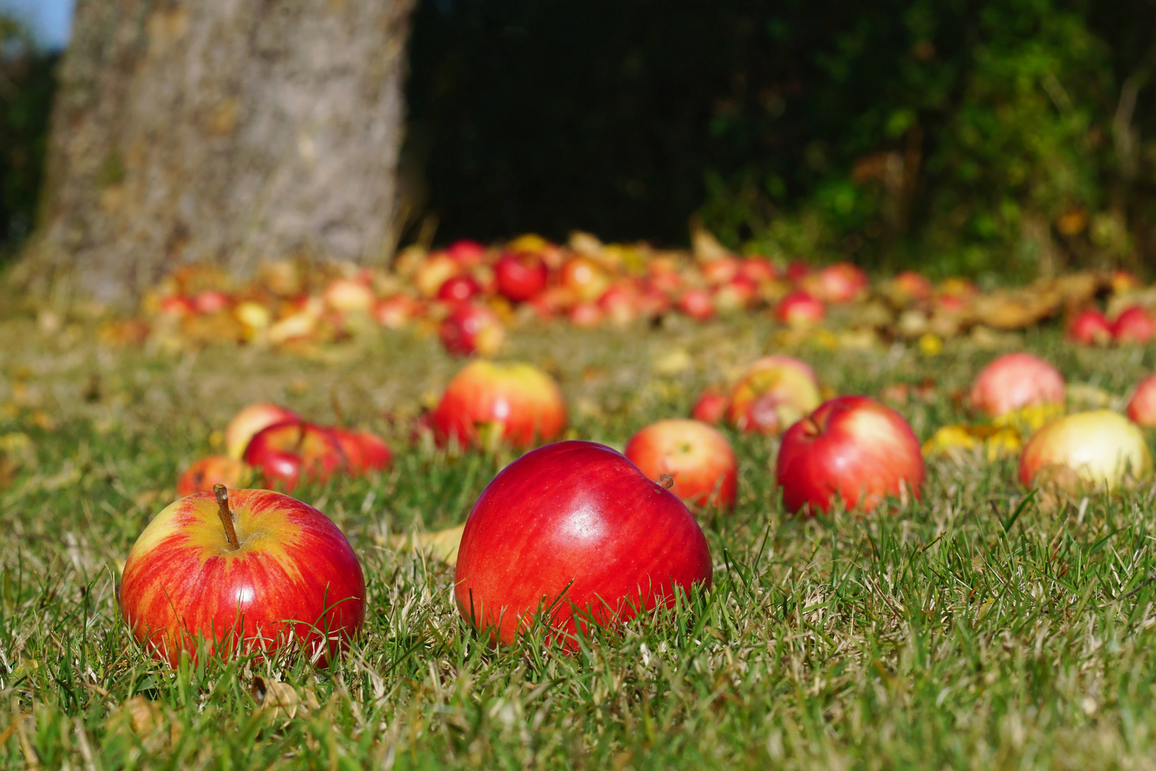 Apfelernte leicht gemacht... oder Äpfel fallen nicht weit vom Stamm Foto & Bild | baum, äpfel ...